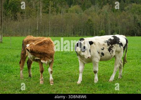 Deux jeunes vaches sur une pelouse verte près de la forêt Banque D'Images