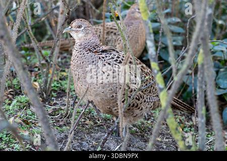 Faisan commun femelle (Phasianus colchicus) sur l'île de Norderney, Frise orientale, Allemagne Banque D'Images