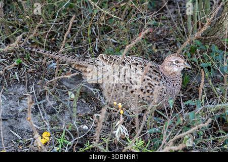 Faisan commun femelle (Phasianus colchicus) sur l'île de Norderney, Frise orientale, Allemagne Banque D'Images
