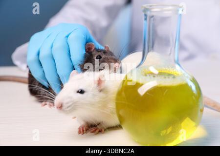 Scientifique travaillant avec des rats et flacon d'échantillon sur table en bois blanc en laboratoire, gros plan Banque D'Images