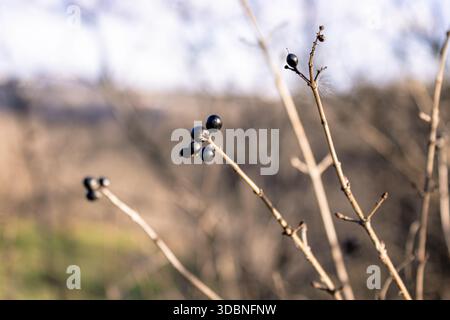 Le buisson Ligustrum vulgare aux fruits noirs pousse en décembre. Ligustrum vulgare, privé sauvage, privé commun ou privé européen, est une espèce de Ligustru Banque D'Images