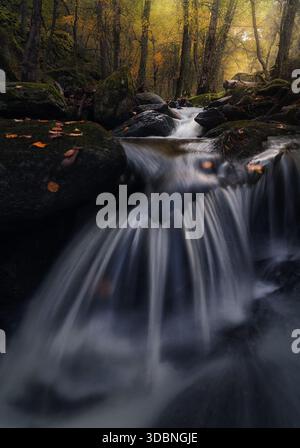 L'eau douce coule sur les roches moussues dans la forêt de Canencia, entourée de feuilles d'automne dorées et de lumière de montagne paisible. Banque D'Images