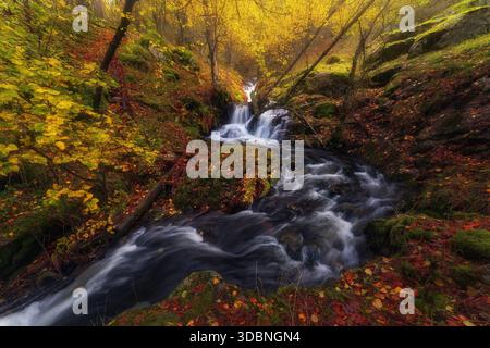 Les couleurs d'automne remplissent la forêt de Canencia tandis que le ruisseau serpente entre les arbres jaunes et les feuilles tombées, créant une scène naturelle de rêve. Banque D'Images