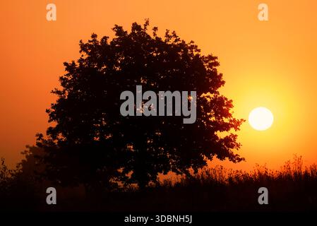 Chêne anglais (Quercus robur, Quercus pedunculata) au lever du soleil, Rhénanie du Nord-Westphalie, Allemagne Banque D'Images