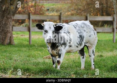 Fjäll bovins (Bos primigenius taurus) sur un pâturage, pays-Bas Banque D'Images