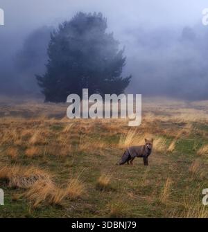 Un renard roux sauvage est en alerte dans un pré brumeux près des montagnes de Madrid, entouré de brouillard et d'herbe dorée sèche. Banque D'Images