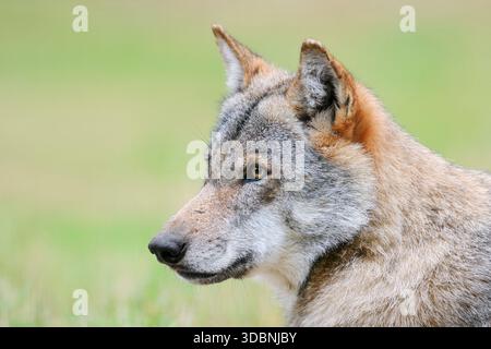 Loup eurasien ou loup européen (Canis lupus lupus), portrait, Allemagne Banque D'Images