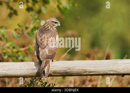 Buzzard commun (Buteo buteo), Rhénanie du Nord-Westphalie, Allemagne Banque D'Images