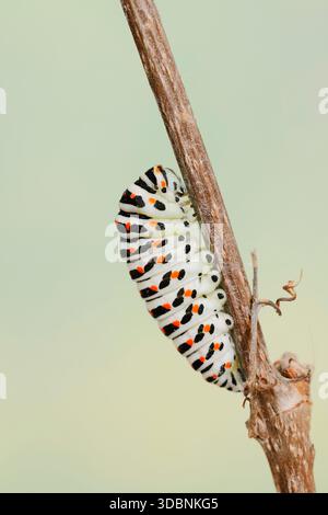 Queue d'aronde (Papilio machaon), chenille peu avant la pupation, Rhénanie du Nord-Westphalie, Allemagne Banque D'Images