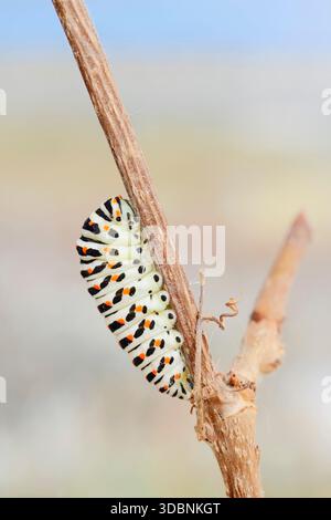 Queue d'aronde (Papilio machaon), chenille peu avant la pupation, Rhénanie du Nord-Westphalie, Allemagne Banque D'Images