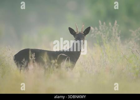 Chevreuil d'Europe (Capreolus capreolus), roebuck noir debout dans la brume matinale sur un pré, basse-Saxe, Allemagne Banque D'Images