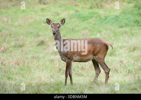 Cerf roux (Cervus elaphus), Doe, Rhénanie du Nord-Westphalie, Allemagne Banque D'Images