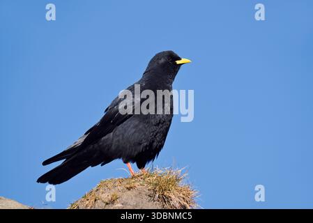 (Pyrrhocorax graculus Alpine chough), Parc National du Hohe Tauern, l'Autriche Banque D'Images