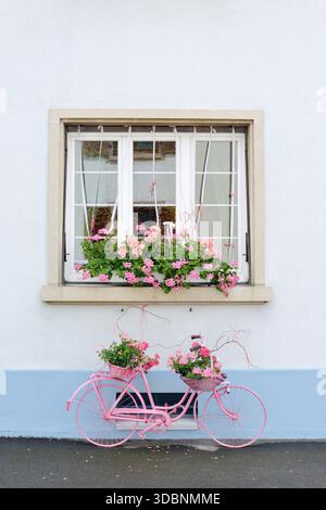 Vieux vélo et fenêtre avec pélargoniums fleuris (Pelargonium spec.), neuf-Brisach, département du Haut-Rhin, Alsace, France Banque D'Images
