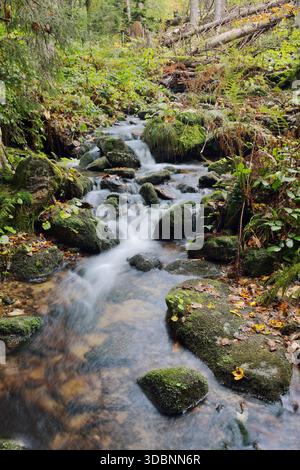 Ruisseau de montagne Kleine Ohe en automne, Parc national de la forêt bavaroise, Bavière, Allemagne Banque D'Images