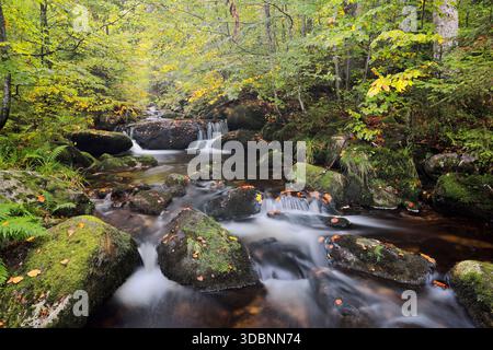 Ruisseau de montagne Kleine Ohe en automne, Parc national de la forêt bavaroise, Bavière, Allemagne Banque D'Images