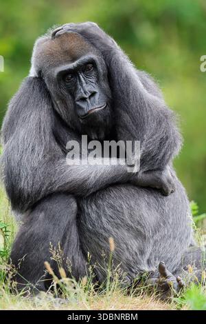 Gorille des plaines occidentales (Gorilla Gorilla Gorilla), femelle, captive, occurrence en Afrique Banque D'Images