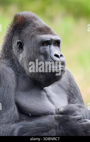 Gorille des plaines occidentales (Gorilla Gorilla Gorilla), mâle, argenté, portrait, captif, occurrence en Afrique Banque D'Images