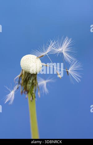 Pissenlit commun (Taraxacum sect. Ruderalia, Taraxacum officinale), inflorescence avec graines, Rhénanie du Nord-Westphalie, Allemagne Banque D'Images