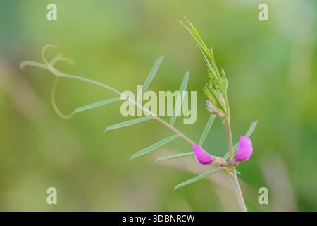 Vestes de printemps ou vestes naines de printemps (Vicia lathyroides), Rhénanie du Nord-Westphalie, Allemagne Banque D'Images