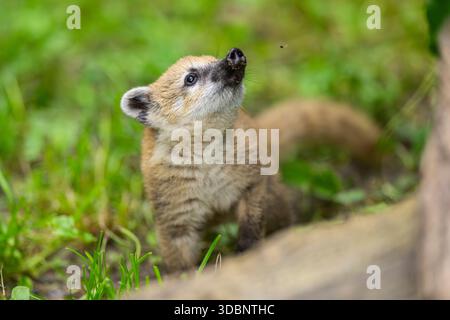Coati sud-américain (Nasua nasua) jeune debout sur le sol, captif, Zoo Augsburg Banque D'Images