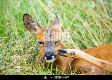 Cerf rodé (Capreolus capreolus) couché sur une prairie en été, portrait, Hesse, Allemagne, Europe Banque D'Images