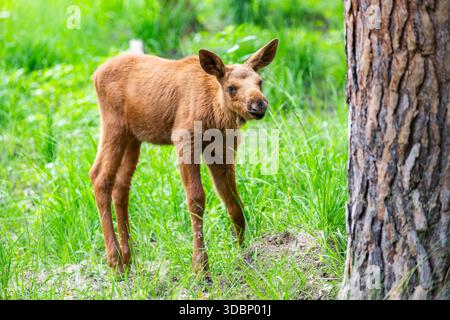 Wapiti eurasien (Alces alces) veau (jeune) debout dans une forêt au début de l'été, Hesse, Allemagne, Europe Banque D'Images