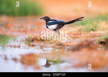 Pie européenne (Pica pica) sur un champ fermier dans une piscine, Belchite, Aragon, Saragosse, Espagne, Europe Banque D'Images