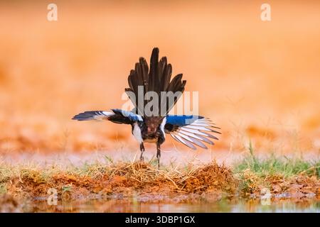 Pie européenne (Pica pica) sur un champ agricole, Belchite, Aragon, Saragosse, Espagne, Europe Banque D'Images