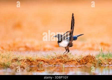 Pie européenne (Pica pica) sur un champ agricole, Belchite, Aragon, Saragosse, Espagne, Europe Banque D'Images