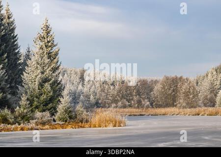 Un pont gelé dans une vallée entourée d'une forêt mixte avec épicéa de norvège (Picea abies) et hêtre européen (Fagus sylvatica) blanc de roarfrost, par une journée ensoleillée en hiver, Bavière, Allemagne, Europe Banque D'Images