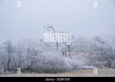 Grand cormoran (Phalacrocorax carbo) assis sur un vieil arbre avec du givre sur les branches en hiver, Bavière, Allemagne, Europe Banque D'Images