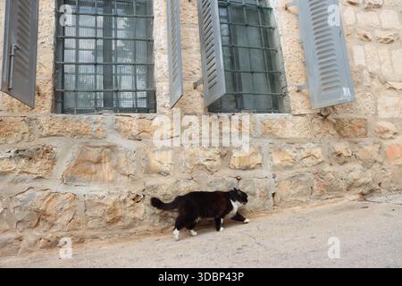 Un chat dans les rues, à Jérusalem, Israël, le 16 décembre 2025. Photo de Raquel G. Frohlich. Banque D'Images