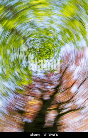 photographie abstraite de hêtre cuivré et de hêtre Banque D'Images