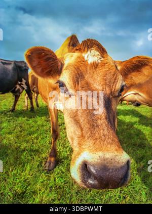 Une vache brune en gros plan se dresse dans de l'herbe verte, encadrée par de l'herbe verte et des nuages en arrière-plan Banque D'Images