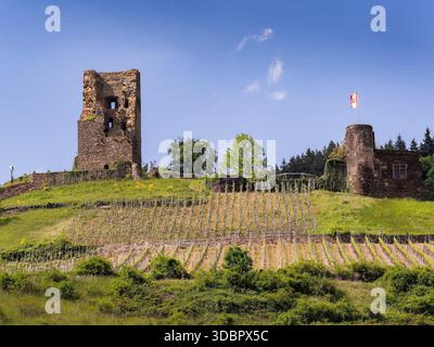 Ruines du château et vignoble, Klotten, région de la Moselle, Allemagne Banque D'Images