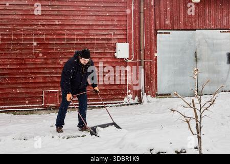 Pelle à neige dégageant la neige dans des vêtements chauds d'hiver homme poussant la pelle à neige le long d'un étroit chemin enneigé à côté d'un bâtiment en bois rouge pendant une chute de neige régulière. Banque D'Images