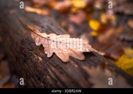 Une feuille de chêne, mouillée de gouttes d'eau, repose sur le tronc brun d'un autre arbre. En arrière-plan, de nombreuses feuilles dans les tons brun et jaune couvrent le sol. L'image symbolise l'automne. Banque D'Images