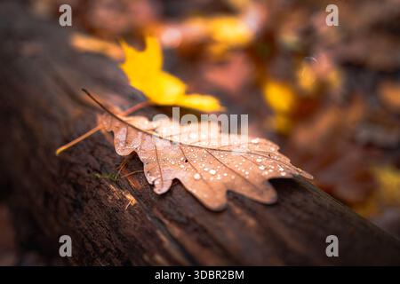 Une feuille de chêne, mouillée de gouttes d'eau, repose sur le tronc brun d'un autre arbre. En arrière-plan, de nombreuses feuilles dans les tons brun et jaune couvrent le sol. L'image symbolise l'automne. Banque D'Images