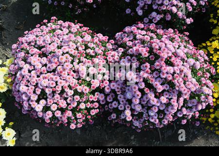 Dense monticule de chrysanthèmes Jiji Pink fleurissant dans une lumière douce avec d'innombrables fleurs rose pastel formant une forme arrondie luxuriante dans un ensemble de jardin vibrant Banque D'Images