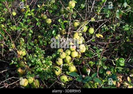Gros plan d'un buisson de coing japonais avec de nombreux fruits jaune-vert mûrs parmi les branches et les feuilles au soleil pendant l'automne en Russie. Banque D'Images