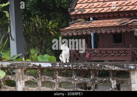 Chat domestique curieux assis seul sur une vieille clôture en béton regardant en arrière à la maison traditionnelle en bois dans le jardin avec une atmosphère paisible et calme Banque D'Images