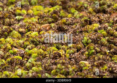 Grassquit à face noire se tenant sur la laitue d'eau dans une zone humide tropicale, mettant en valeur la faune des Caraïbes et les plantes d'eau douce flottantes. Banque D'Images