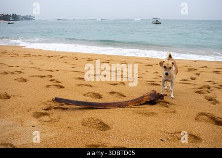 Un chien domestique brun, bronzé et blanc sur la plage avec la mer bleue en arrière-plan à Unawatuna, Sri Lanka Banque D'Images
