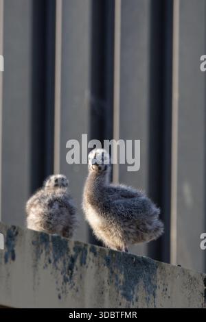 Goéland argenté (Larus argentatus argenteus) poussin Norfolk juin 2025 Banque D'Images