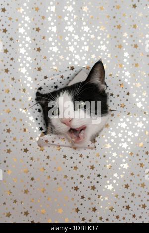 Chat de Noël drôle jouant avec du papier cadeau et regardant à travers le papier Banque D'Images