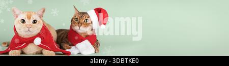 Chats de Noël en costumes de vacances rouges et chapeaux de Père Noël sur un fond minimaliste. Un portrait drôle d'une paire de chats crée une atmosphère chaleureuse et festive Banque D'Images