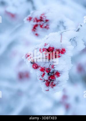 Gros plan sur les baies rouges couvertes de givre dans les Alpes suisses Banque D'Images