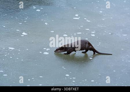 Loutre marchant à travers la glace mince sur un lac gelé Banque D'Images