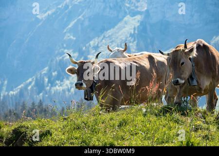 Vaches brunes qui paissent sur les pâturages alpins avec les montagnes des Alpes suisses en arrière-plan Banque D'Images